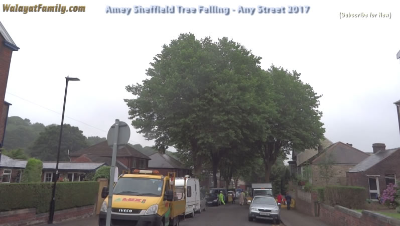 Sheffield Street Trees - Amey / Labour City Council Tree Felling 2017