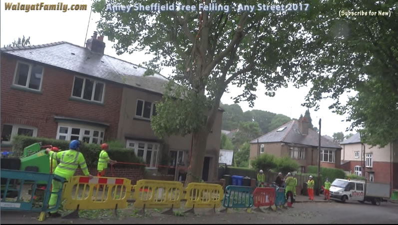 Sheffield Street Trees - Amey / Labour City Council Tree Felling 2017