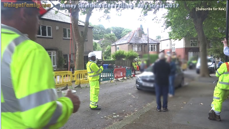 Sheffield Street Trees - Amey / Labour City Council Tree Felling 2017