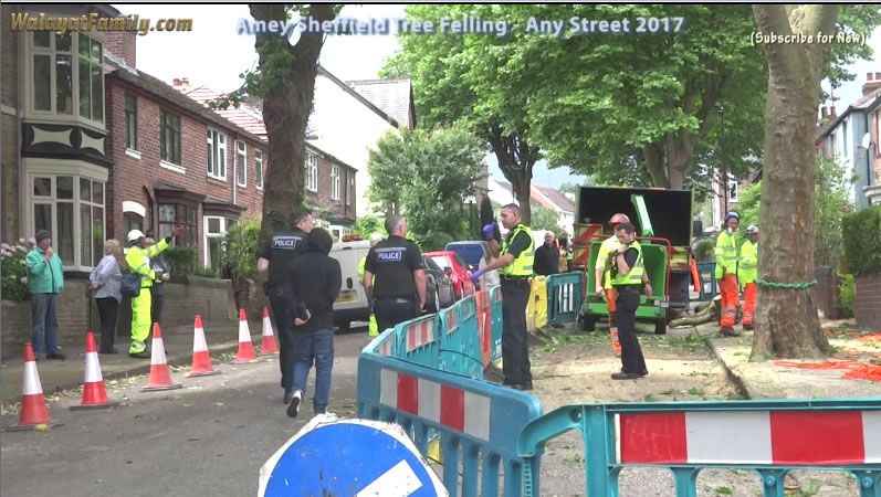 Sheffield Street Trees - Amey / Labour City Council Tree Felling 2017