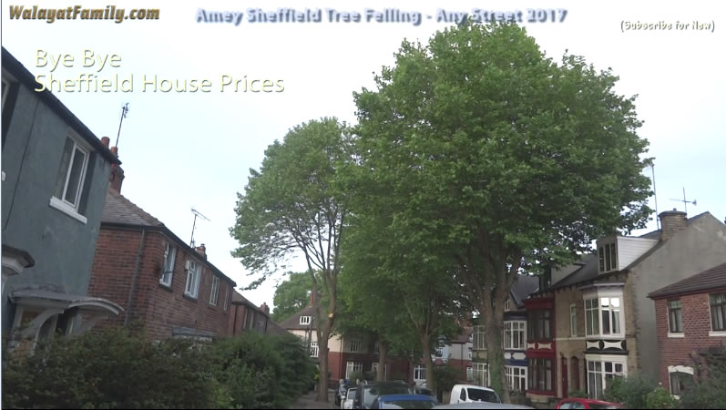 Sheffield Street Trees - Amey / Labour City Council Tree Felling 2017