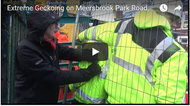 Extreme Geckoing on Meersbrook Park Road, Sheffield Tree Fellings 2018