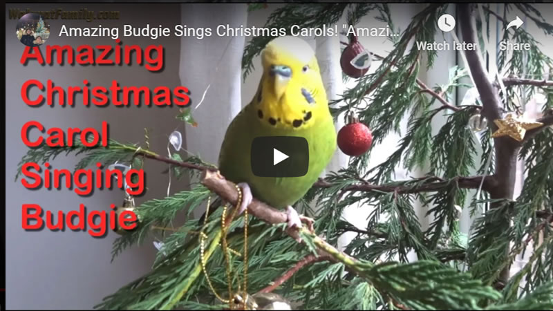 Amazing Budgie Sings Christmas Carols