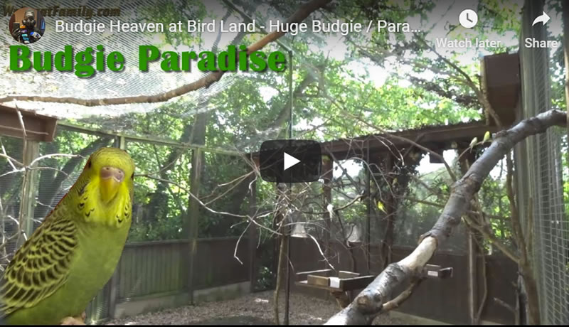 Budgie Heaven at Bird Land