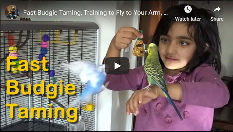 Fast Budgie Taming, Training to Fly to Your Arm, Live Laugh Cry Happy Tears With Birds