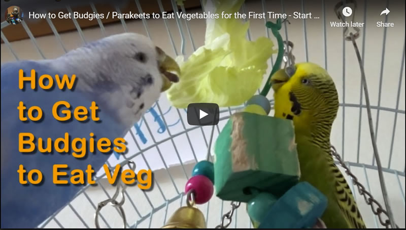 How to Get Budgies / Parakeets to Eat Vegetables for the First Time
