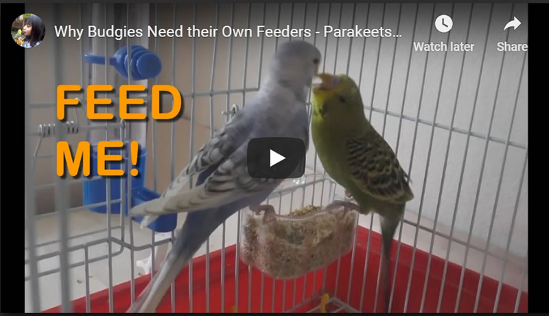 Why Budgies Need their Own Feeders - Parakeets Feeding UK