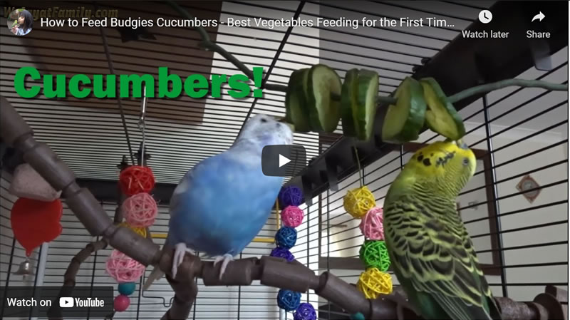 How to Feed Budgies Cucumbers - Best Vegetables Feeding for the First Time, Parakeet Care UK