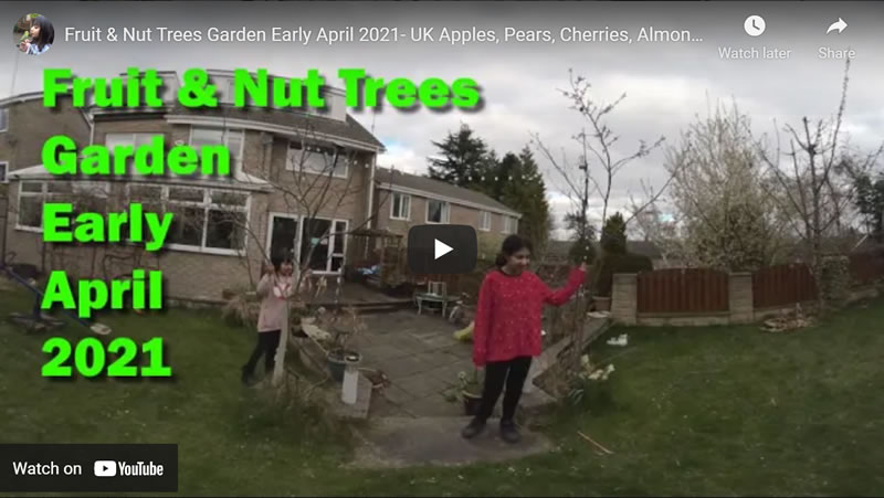 Fruit & Nut Trees Garden Early April 2021- Apples, Pears, Cherries, Almond, Hazelnuts, Walnuts VR180