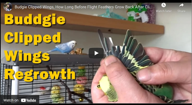 Budgie Clipped Wings, How Long Before Flight Feathers Grow Back After Clipping, 4 Week Update