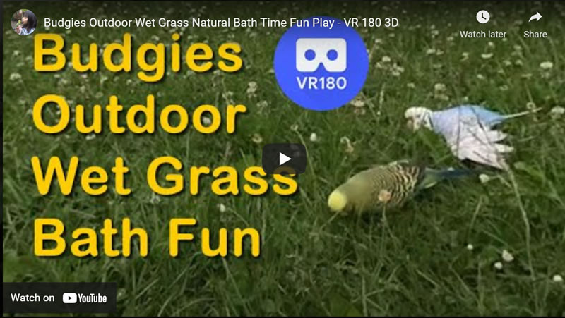 Budgies Outdoor Wet Grass Natural Bath Time Fun Play - VR 180 3D