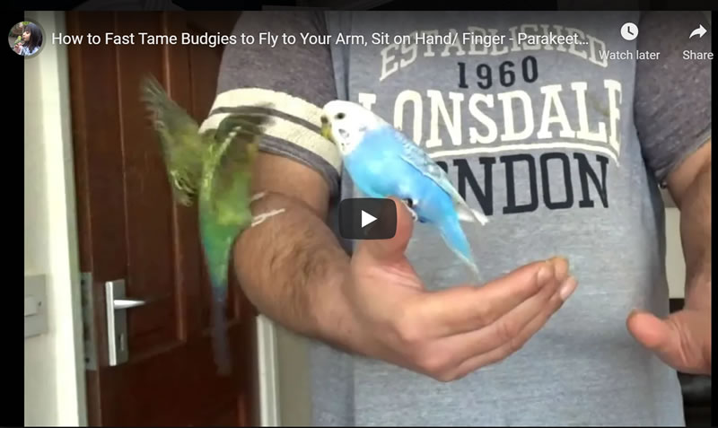 How to Fast Tame Budgies to Fly to Your Arm, Sit on Hand/ Finger - Parakeets Training