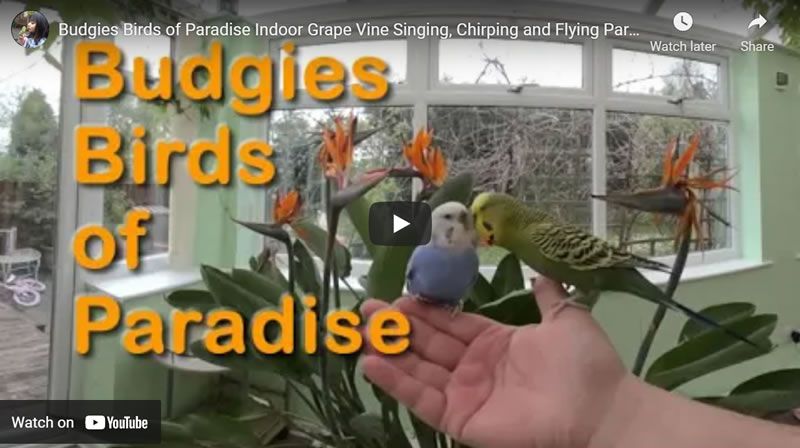 Budgies Birds of Paradise Indoor Grape Vine Singing, Chirping and Flying Parakeets Fun 3D VR180 UK