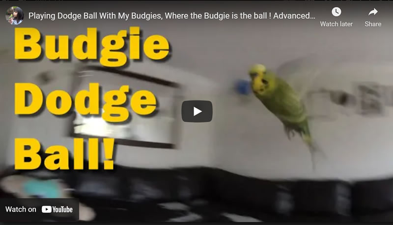 Playing Dodge Ball With Budgies