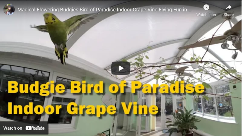 Magical Flowering Budgies Bird of Paradise Indoor Grape Vine Flying Fun in VR 3D 180 UK