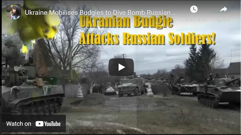 Ukraine Mobilises Budgies to Dive Bomb Russian Soldiers