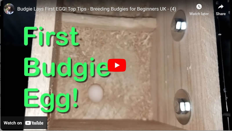 Budgie Lays First EGG! Top Tips - Breeding Budgies for Beginners UK - (4)