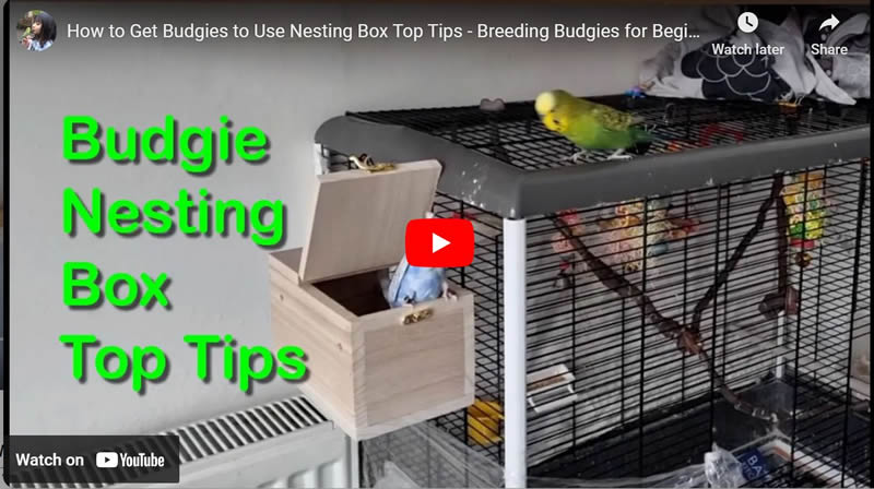 How to Get Budgies to Use Nesting Box Top Tips - Breeding Budgies for Beginners UK - (3) 