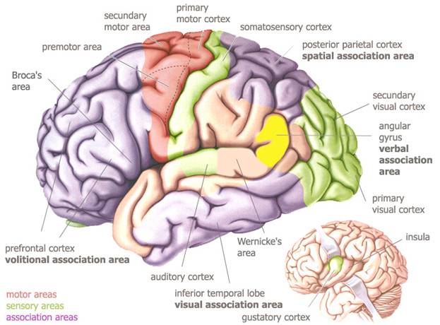 Temporal Lobe Function