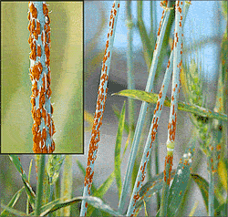 'Ug99 is really tough because so much of the world’s wheat, including ours domestically, is susceptible to this, and it is dangerous.'