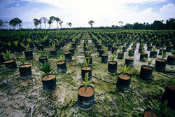 Malaysia is world's largest exporter of palm oil.