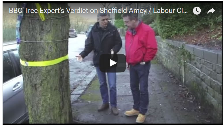 BBC Tree Expert's Verdict on Sheffield Amey / Labour City Council Tree Felling's