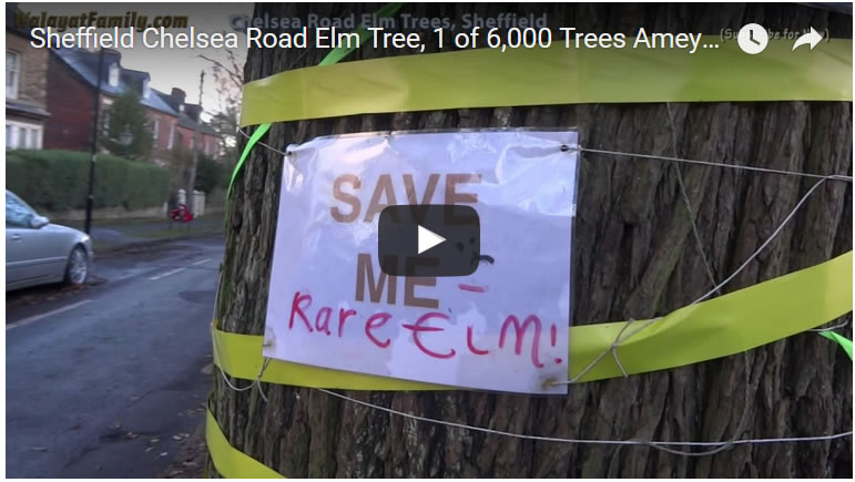 Sheffield Chelsea Road Elm Tree, 1 of 6,000 Trees Amey / City Council to Fell