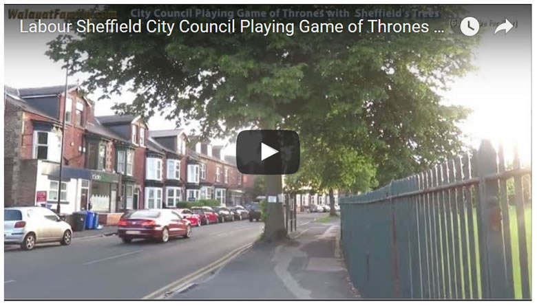BBC Tree Expert's Verdict on Sheffield Amey / Labour City Council Tree Felling's