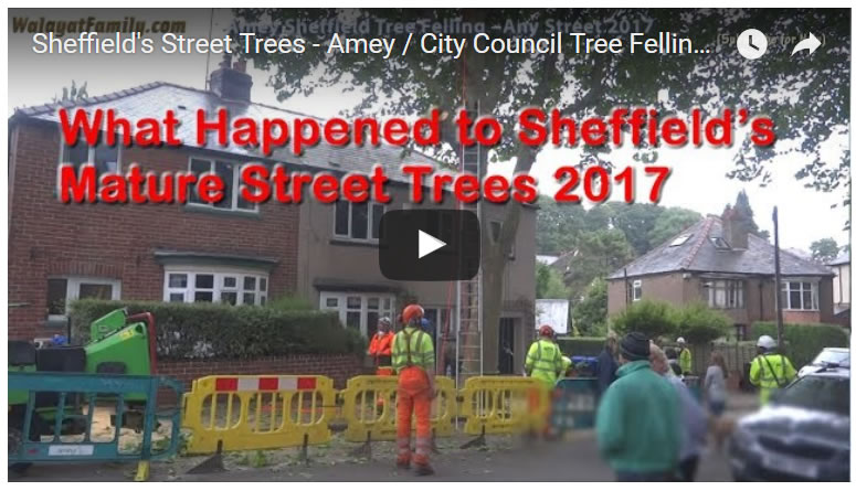 Sheffield Street Trees - Amey / Labour City Council Tree Felling 2017