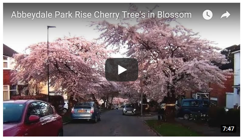 Abbeydale Park Rise Cherry Tree's in Blossom - Sheffield Street Tree Protests