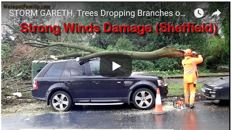 UK Weather SHOCK - Trees Dropping Branches onto Cars in Stormy Winds - Sheffield 