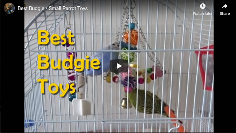 Best Cheap Budgie / Small Parrot Toys
