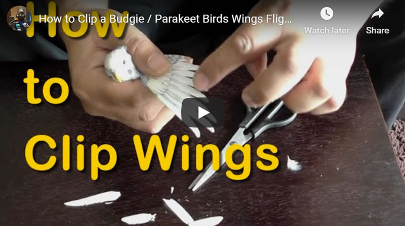 How to Clip a Budgie / Parakeet Parrot's Wings Flight Feathers: Easy Steps!