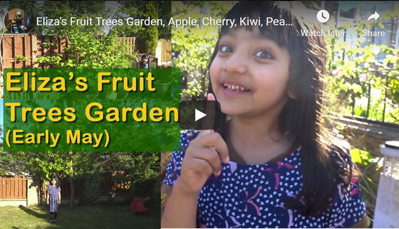 Fruit Trees Garden to Beat Coronavirus Blues - , Apple, Cherry, Kiwi, Pears, Plums, Grapes, Bananas May 2020 