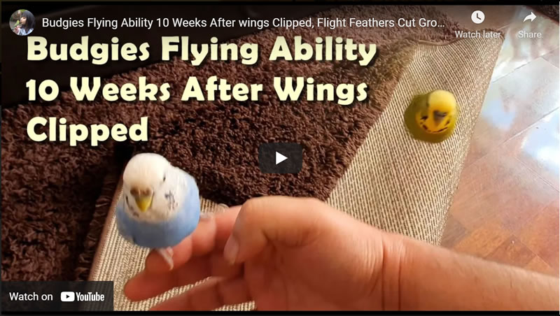 Budgies Flying Ability 10 Weeks After wings Clipped, Flight Feathers Cut Grow Back