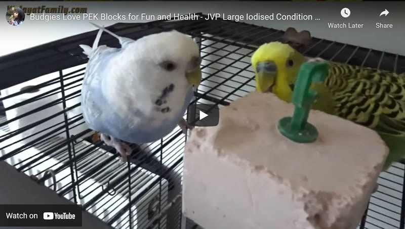 Budgies Love PEK Blocks for Fun and Health - JVP Large Iodised Condition Pek Blocks Amazon Review 
