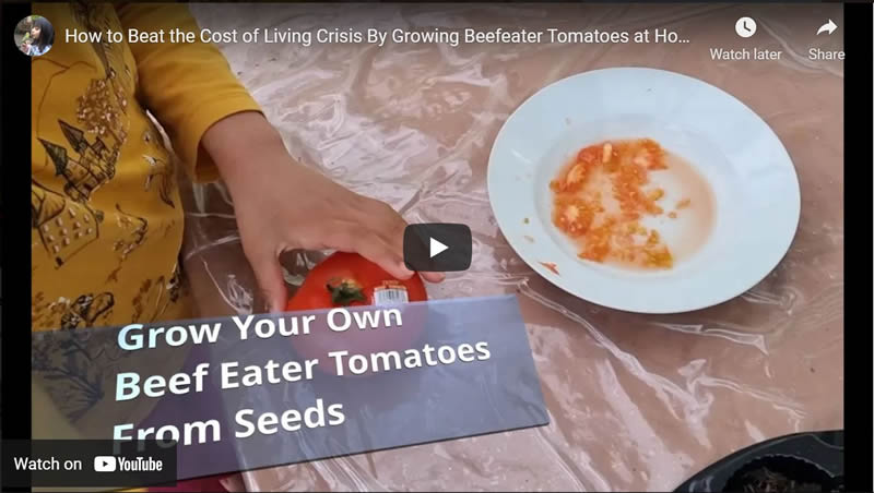 How to Beat the Cost of Living Crisis By Growing Your Own Tomatoes at Home (Beefeater)